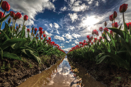 Mount-Vernon-Tulip-Festival-AndyPorter-2018