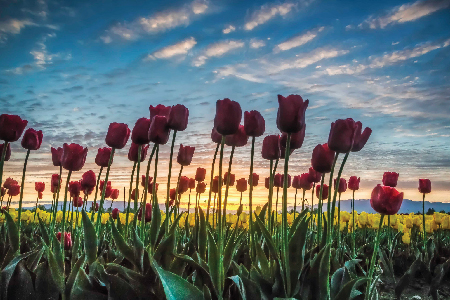 Mount-Vernon-Tulip-Festival-AndyPorter-2018